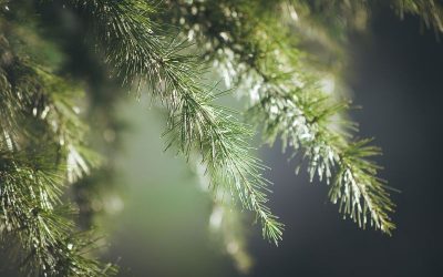 Cómo asegurarte de que tu contenido siempre será “evergreen”